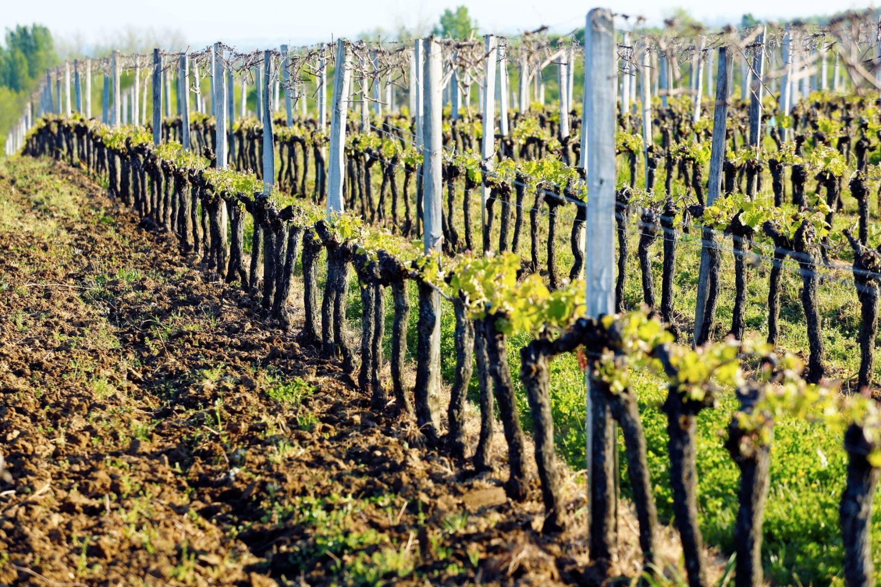 chateau gigault terroir argilo calcaire